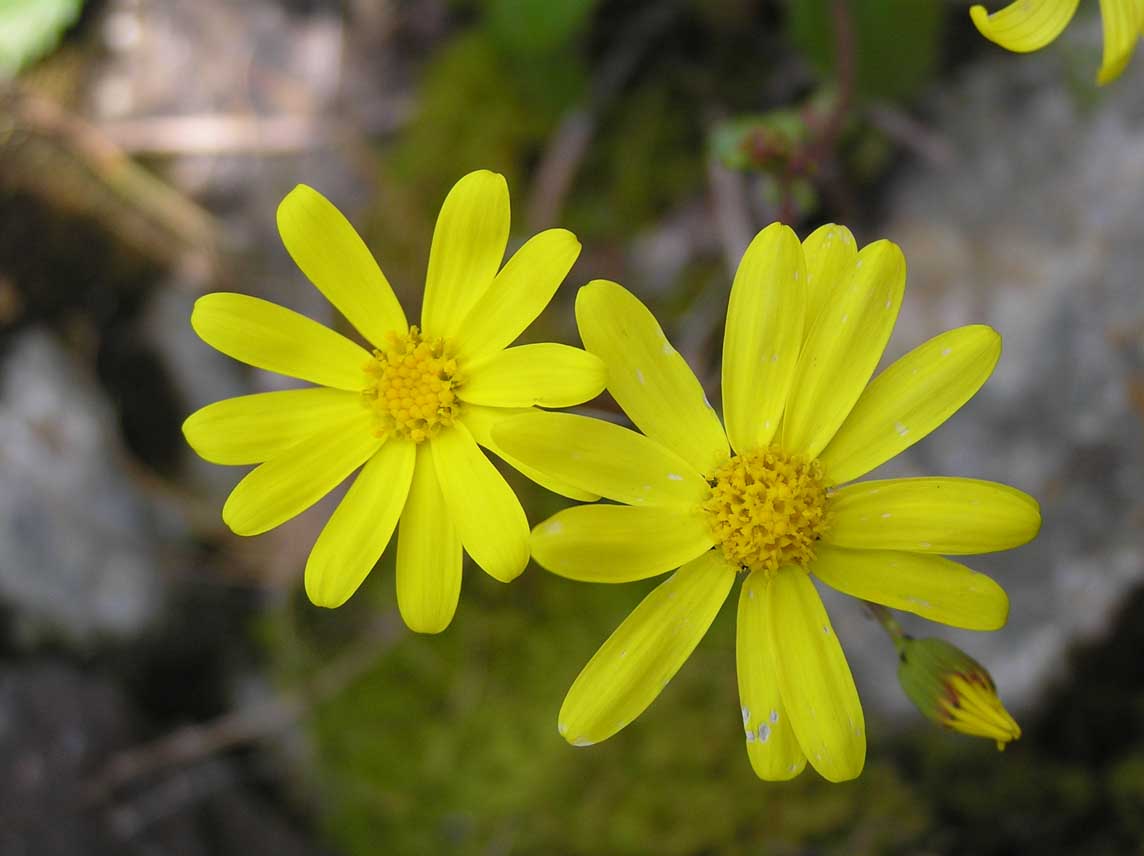 Senecio leucanthemifolius
